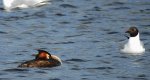 Perkoz dwuczuby (Podiceps cristatus) i mewa śmieszka (Chroicocephalus ridibundus)