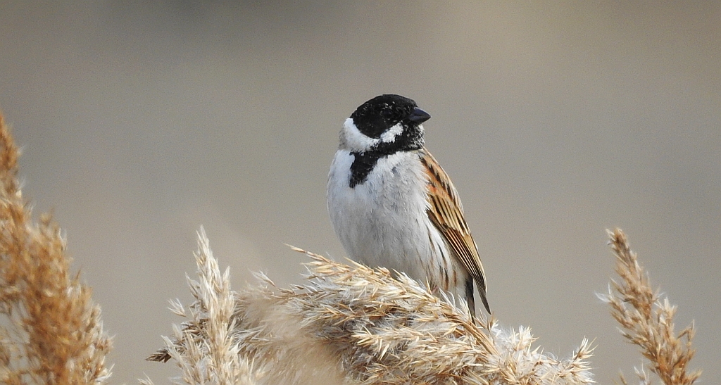Potrzos zwyczajny, potrzos (Schoeniclus schoeniclus)