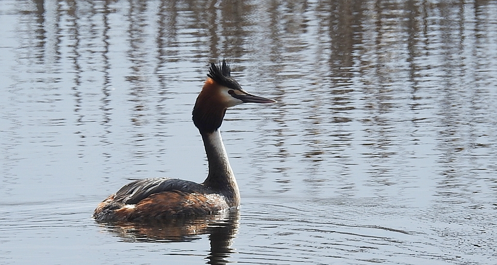 Perkoz dwuczuby (Podiceps cristatus)