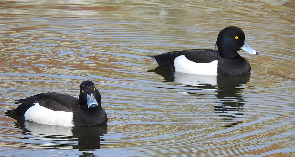 Czernica, kaczka czernica, kaczka czubata, kaczka czarnoczuba (Aythya fuligula)