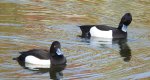 Czernica, kaczka czernica, kaczka czubata, kaczka czarnoczuba (Aythya fuligula)