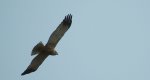 Błotniak stawowy (Circus aeruginosus)