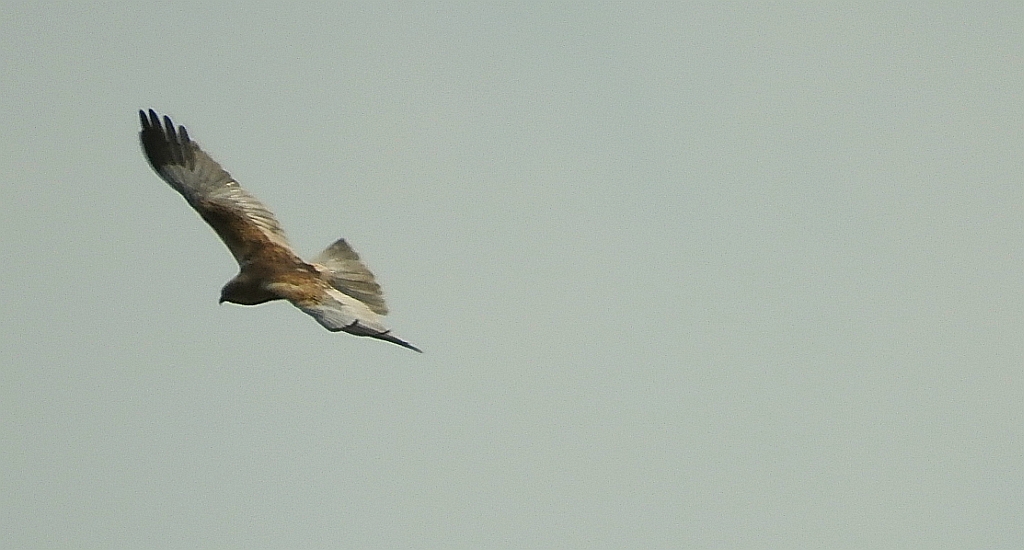 Błotniak stawowy (Circus aeruginosus)