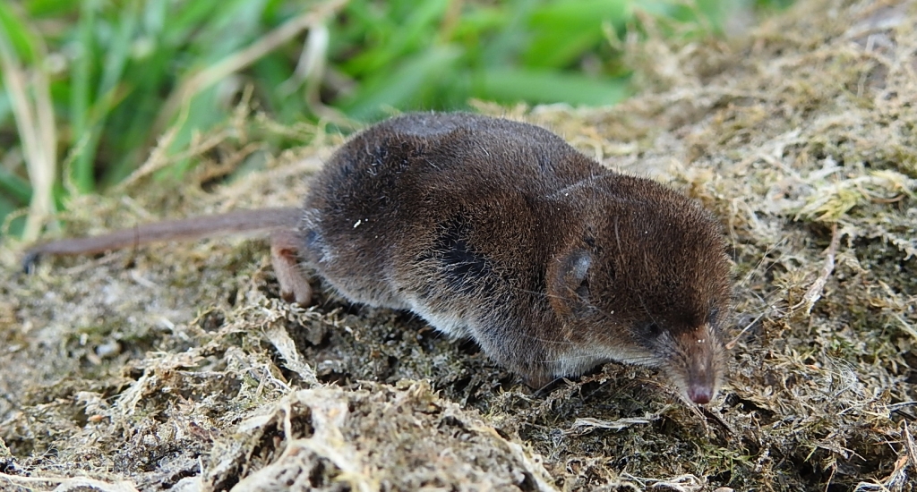 Ryjówka aksamitna (Sorex araneus)