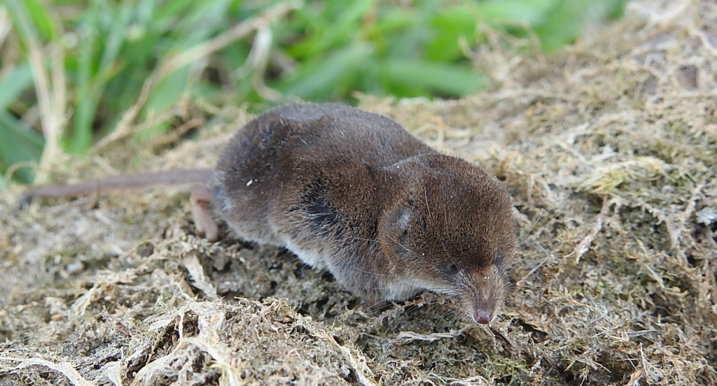 Ryjówka aksamitna (Sorex araneus)