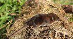Ryjówka aksamitna (Sorex araneus)