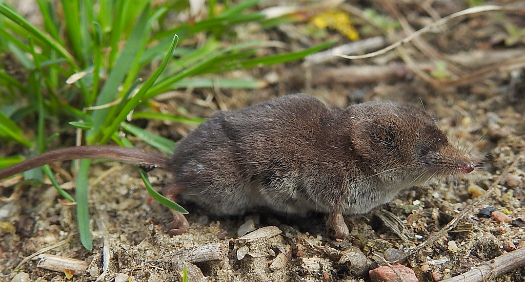 Ryjówka aksamitna (Sorex araneus)