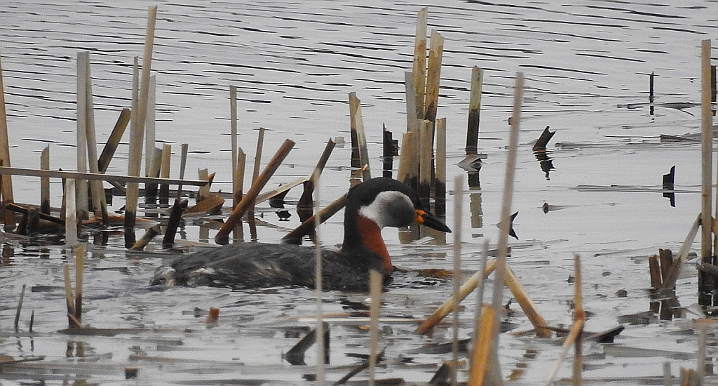 Perkoz rdzawoszyi (Podiceps grisegena)