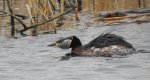 Perkoz rdzawoszyi (Podiceps grisegena)
