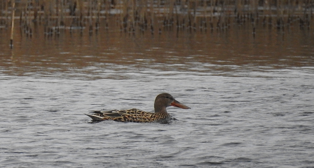 Płaskonos zwyczajny, płaskonos (Spatula clypeata)