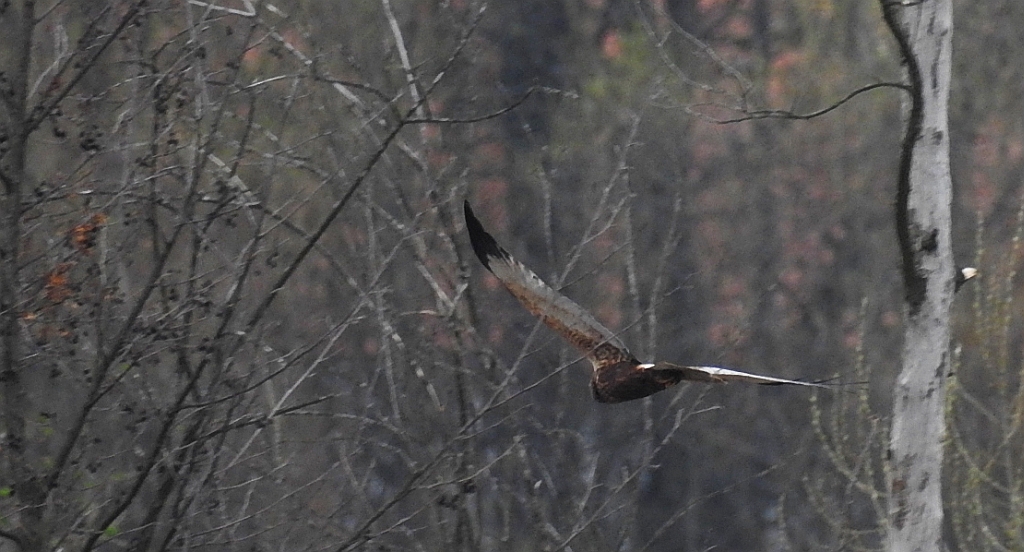 Błotniak stawowy (Circus aeruginosus)