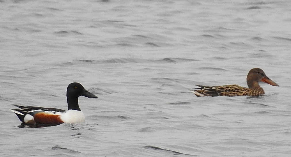 Płaskonos zwyczajny, płaskonos (Spatula clypeata)