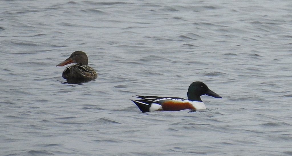 Płaskonos zwyczajny, płaskonos (Spatula clypeata)