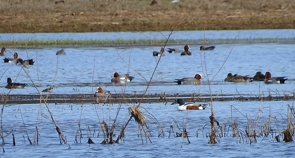 Płaskonos zwyczajny, płaskonos (Spatula clypeata)