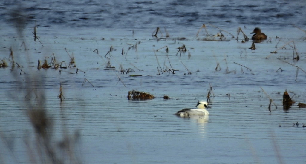 Bielaczek, tracz bielaczek (Mergellus albellus)