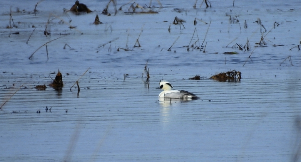 Bielaczek, tracz bielaczek (Mergellus albellus)