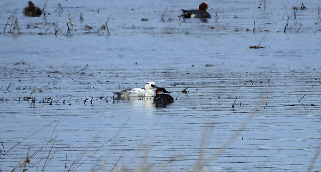Bielaczek, tracz bielaczek (Mergellus albellus)