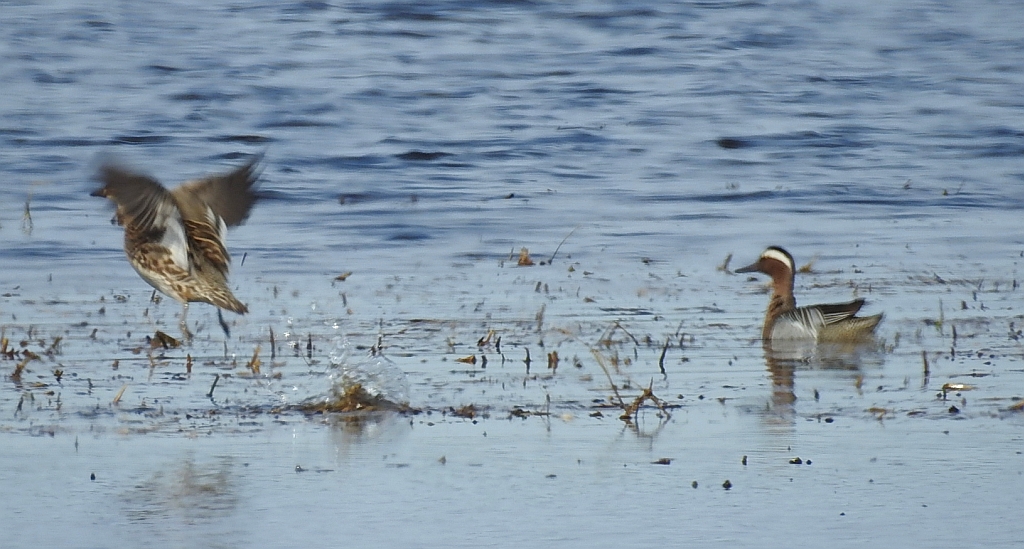 Cyranka zwyczajna, cyranka (Spatula querquedula)