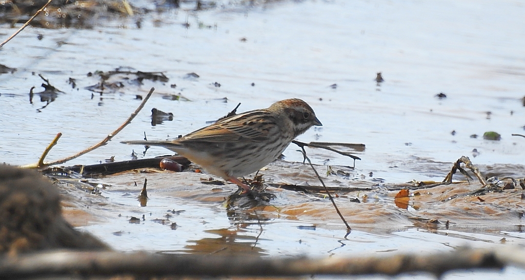Potrzos zwyczajny, potrzos (Schoeniclus schoeniclus)