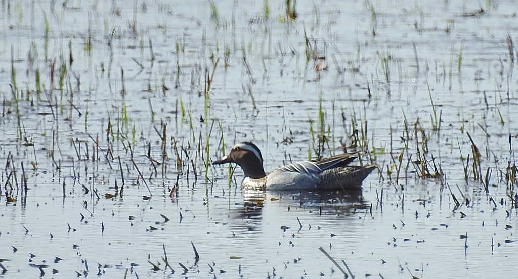 Cyranka zwyczajna, cyranka (Spatula querquedula)