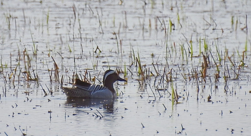 Cyranka zwyczajna, cyranka (Spatula querquedula)