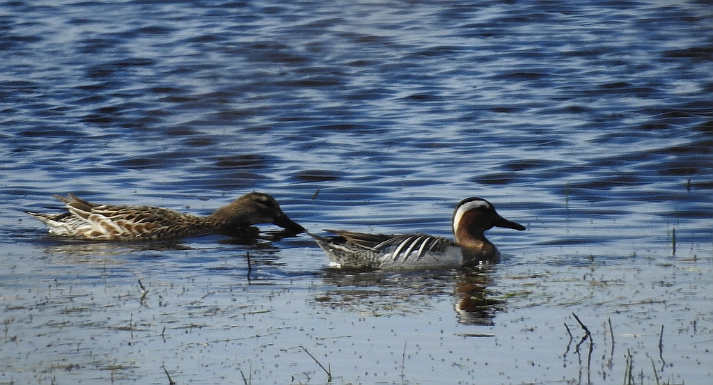 Cyranka zwyczajna, cyranka (Spatula querquedula)