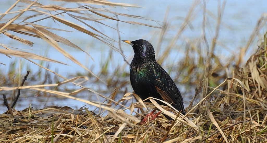 Szpak zwyczajny, szpak (Sturnus vulgaris)