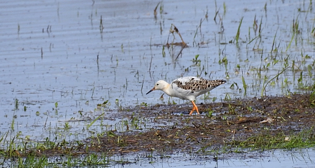 Batalion, bojownik batalion, bojownik zmienny, biegus bojownik, bojownik odmienny (Calidris pugnax)