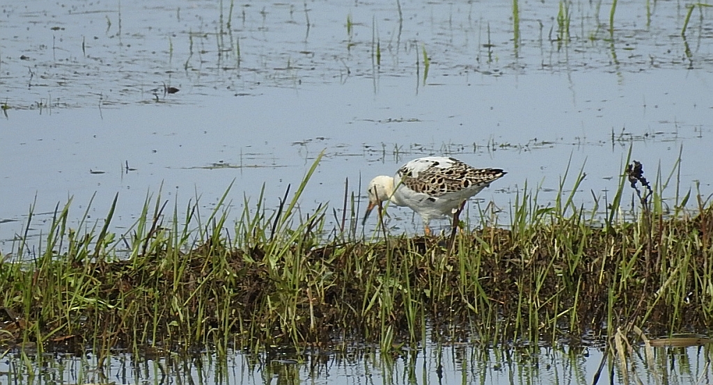 Batalion, bojownik batalion, bojownik zmienny, biegus bojownik, bojownik odmienny (Calidris pugnax)