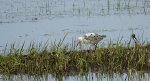 Batalion, bojownik batalion, bojownik zmienny, biegus bojownik, bojownik odmienny (Calidris pugnax)