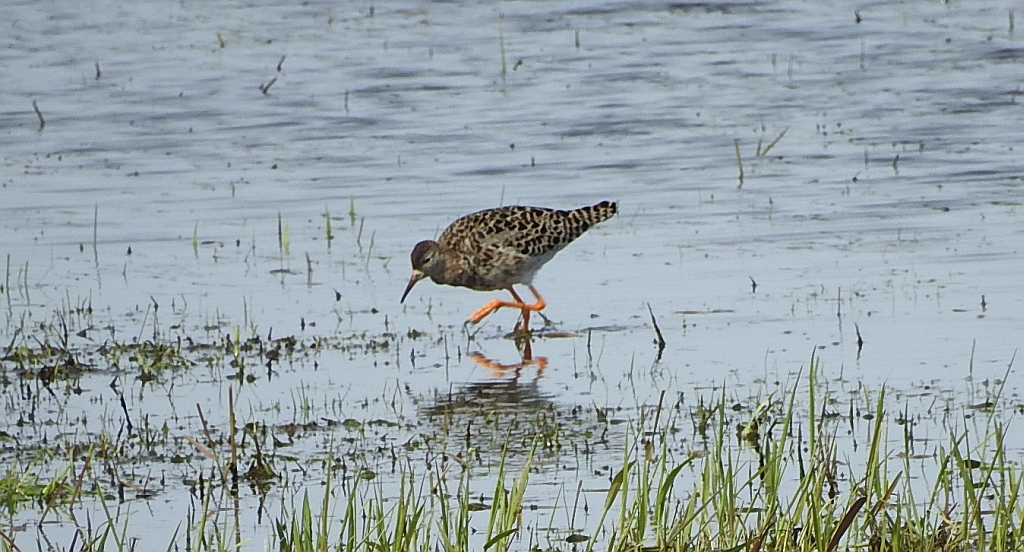 Batalion, bojownik batalion, bojownik zmienny, biegus bojownik, bojownik odmienny (Calidris pugnax)