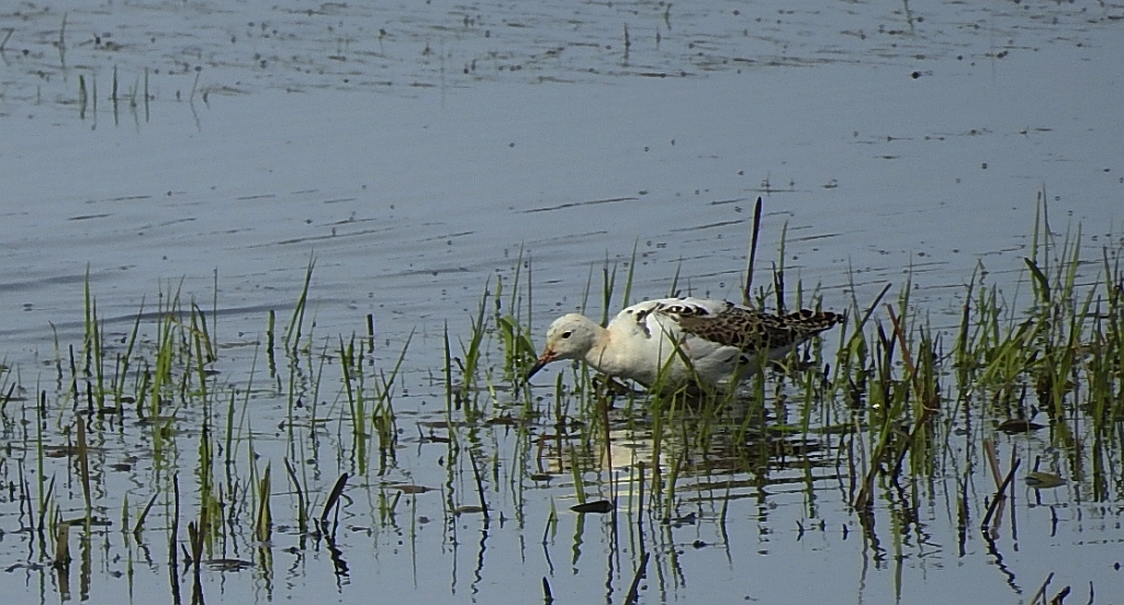 Batalion, bojownik batalion, bojownik zmienny, biegus bojownik, bojownik odmienny (Calidris pugnax)