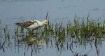 Batalion, bojownik batalion, bojownik zmienny, biegus bojownik, bojownik odmienny (Calidris pugnax)