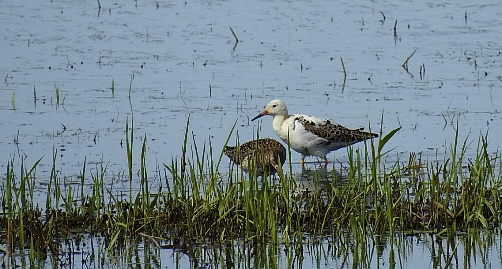 Batalion, bojownik batalion, bojownik zmienny, biegus bojownik, bojownik odmienny (Calidris pugnax)