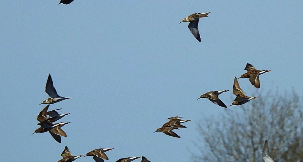 Batalion, bojownik batalion, bojownik zmienny, biegus bojownik, bojownik odmienny (Calidris pugnax)