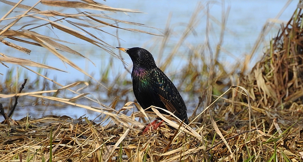 Szpak zwyczajny, szpak (Sturnus vulgaris)