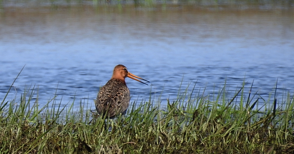 Rycyk, szlamik rycyk (Limosa limosa)