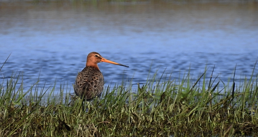 Rycyk, szlamik rycyk (Limosa limosa)