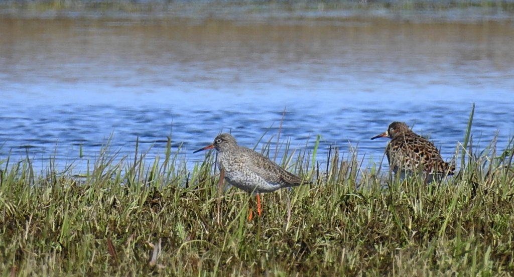 Krwawodziób, brodziec krwawodzioby (Tringa totanus)