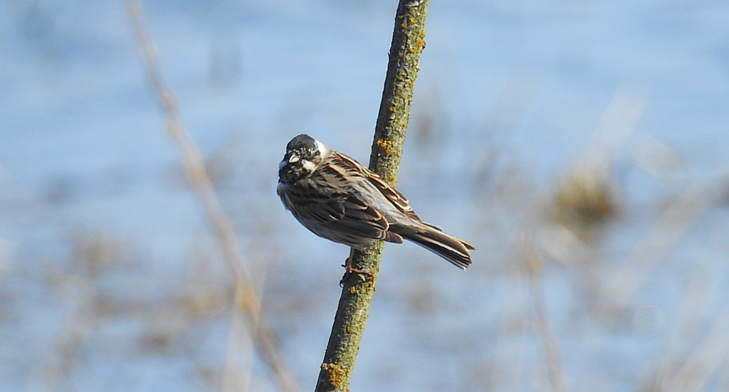 Potrzos zwyczajny, potrzos (Schoeniclus schoeniclus)