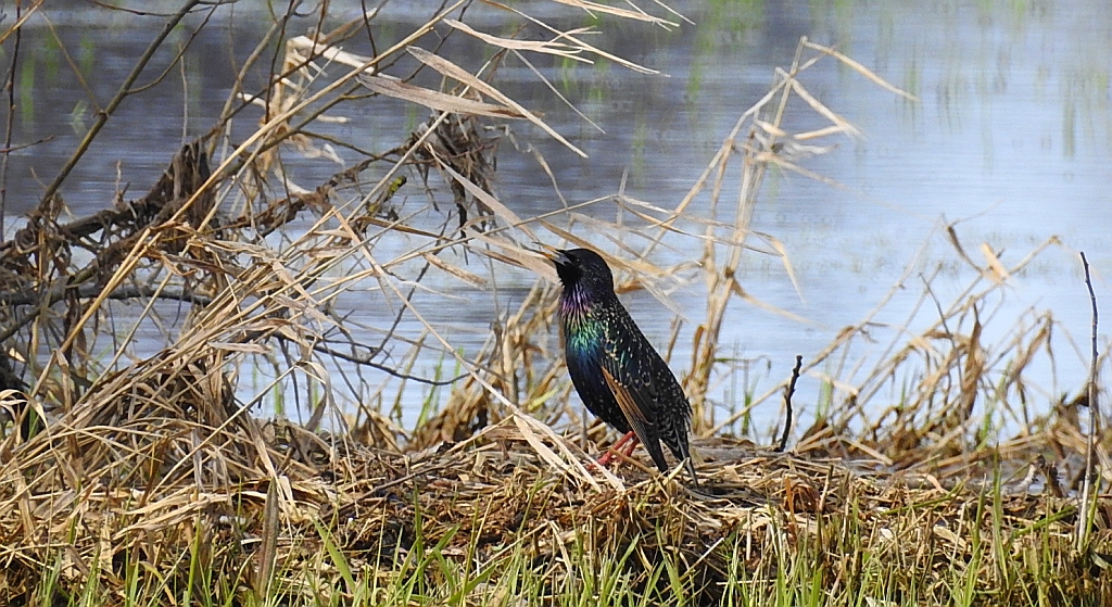 Szpak zwyczajny, szpak (Sturnus vulgaris)