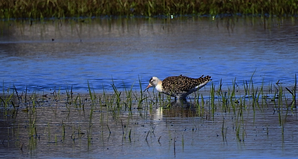 Batalion, bojownik batalion, bojownik zmienny, biegus bojownik, bojownik odmienny (Calidris pugnax)