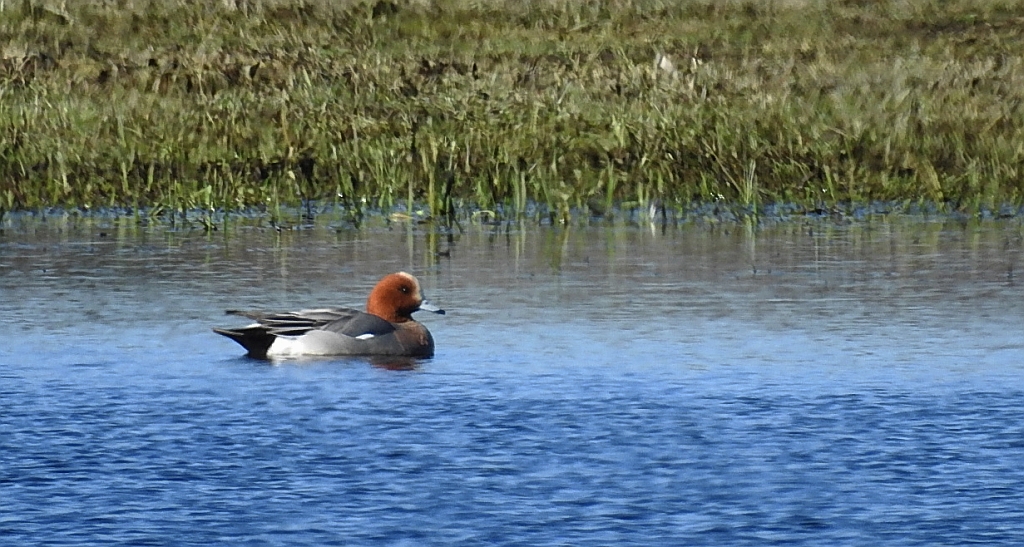 Świstun zwyczajny, świstun (Mareca penelope)