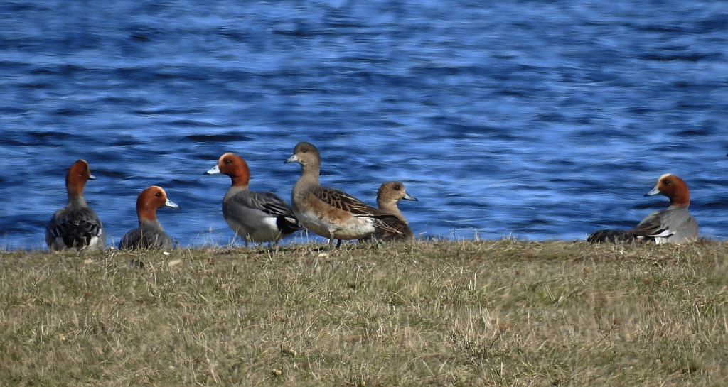 Świstun zwyczajny, świstun (Mareca penelope)