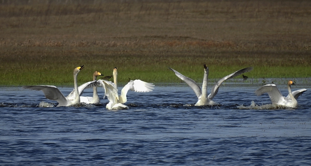 Łabędź krzykliwy (Cygnus cygnus)