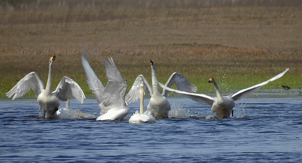 Łabędź krzykliwy (Cygnus cygnus)