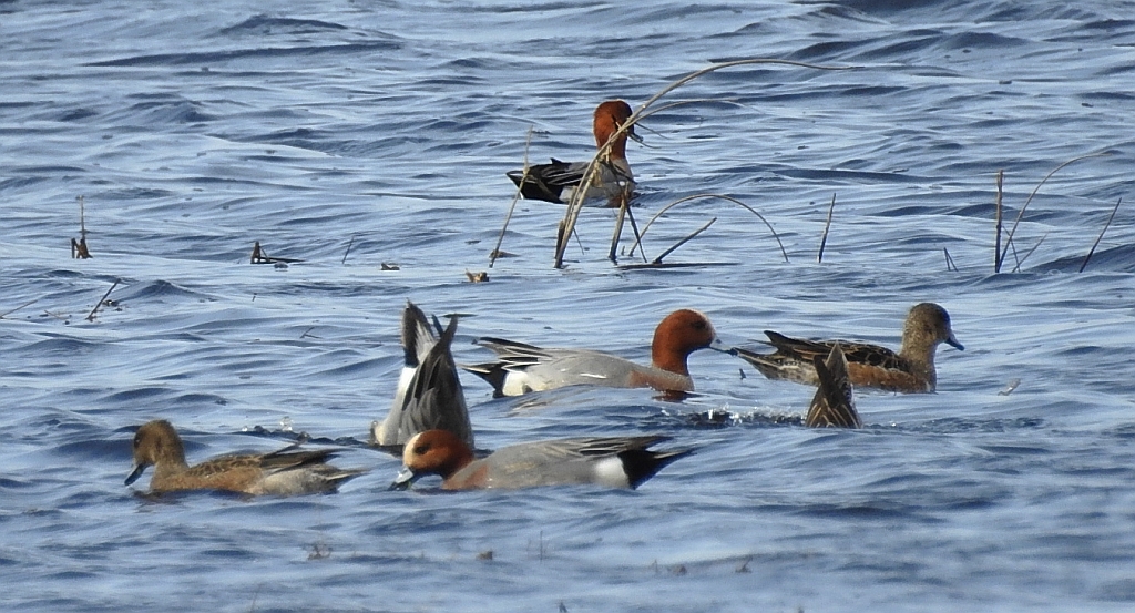 Świstun zwyczajny, świstun (Mareca penelope)