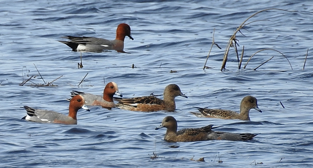 Świstun zwyczajny, świstun (Mareca penelope)