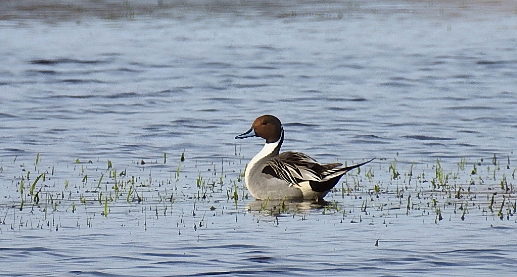Rożeniec zwyczajny, rożeniec (Anas acuta)
