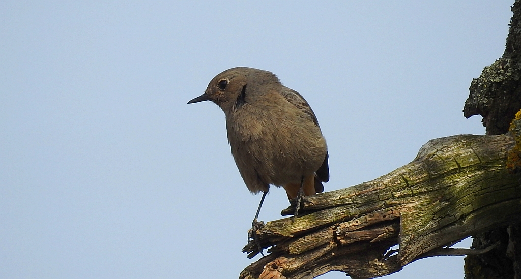 Kopciuszek zwyczajny, kopciuszek (Phoenicurus ochruros)
